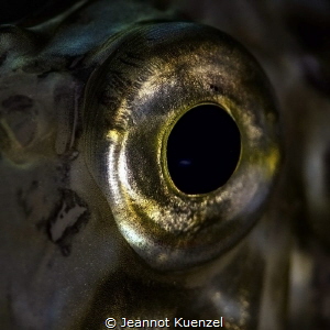 Look at me! The eye of a John Dori, looking at his reflec... by Jeannot Kuenzel 